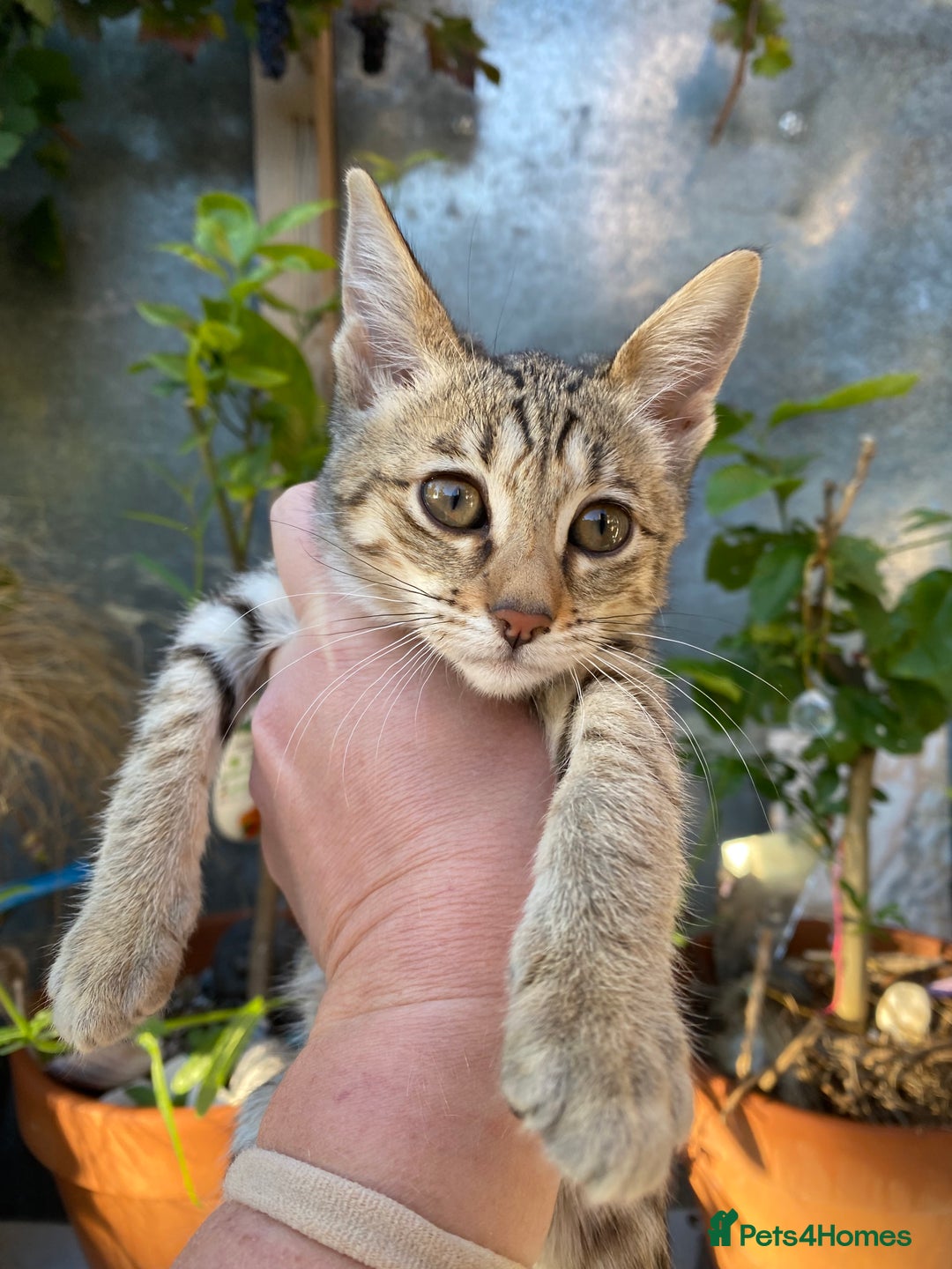 Savannah cats for sale: PDGREE BROWN SPOT  LOVIN SAVANNAH GIRL F5SBT - Image 12