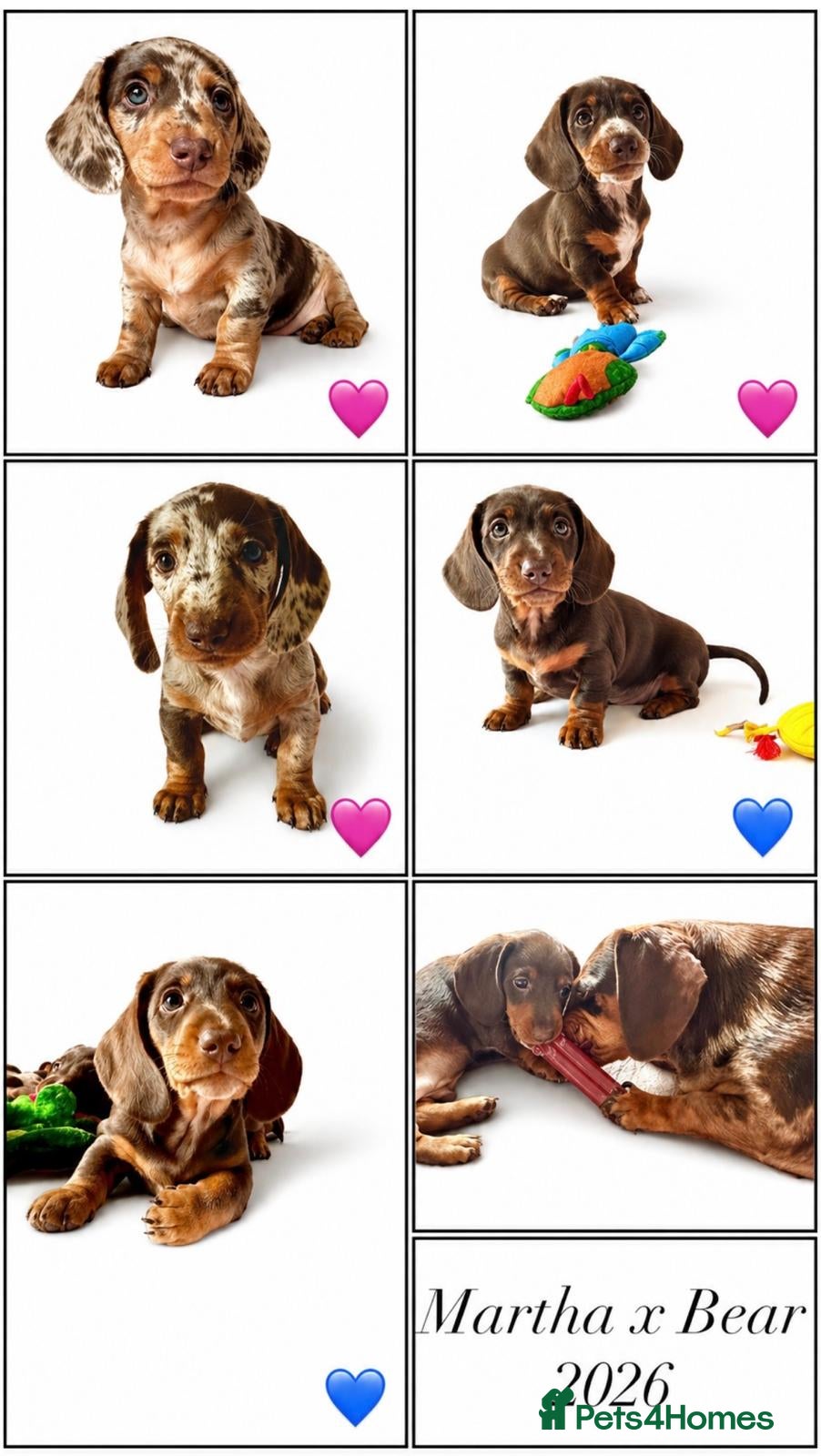 Miniature Dachshund dogs READY SOON MINI DACHSHUNDS SERIOUS BUYERS ONLY  - Advert 1
