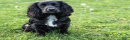Cocker Spaniel dogs for stud: Health Tested Kc Registered Cocker Spaniel in Maidstone - Advert 4