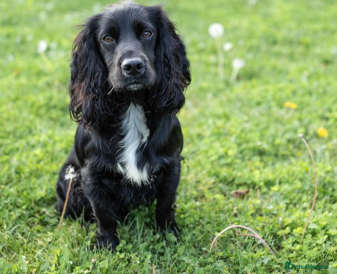 Cocker Spaniel dogs for stud: Health Tested Kc Registered Cocker Spaniel in Maidstone - Advert 4