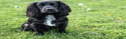 Cocker Spaniel dogs for stud: Health Tested Kc Registered Cocker Spaniel in Maidstone - Advert 4