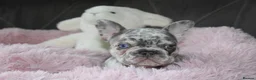 French Bulldog dogs for sale: 💜BLUEBELLE  THE LAST LITTLE BLUE GIRL 💜 - Advert 14