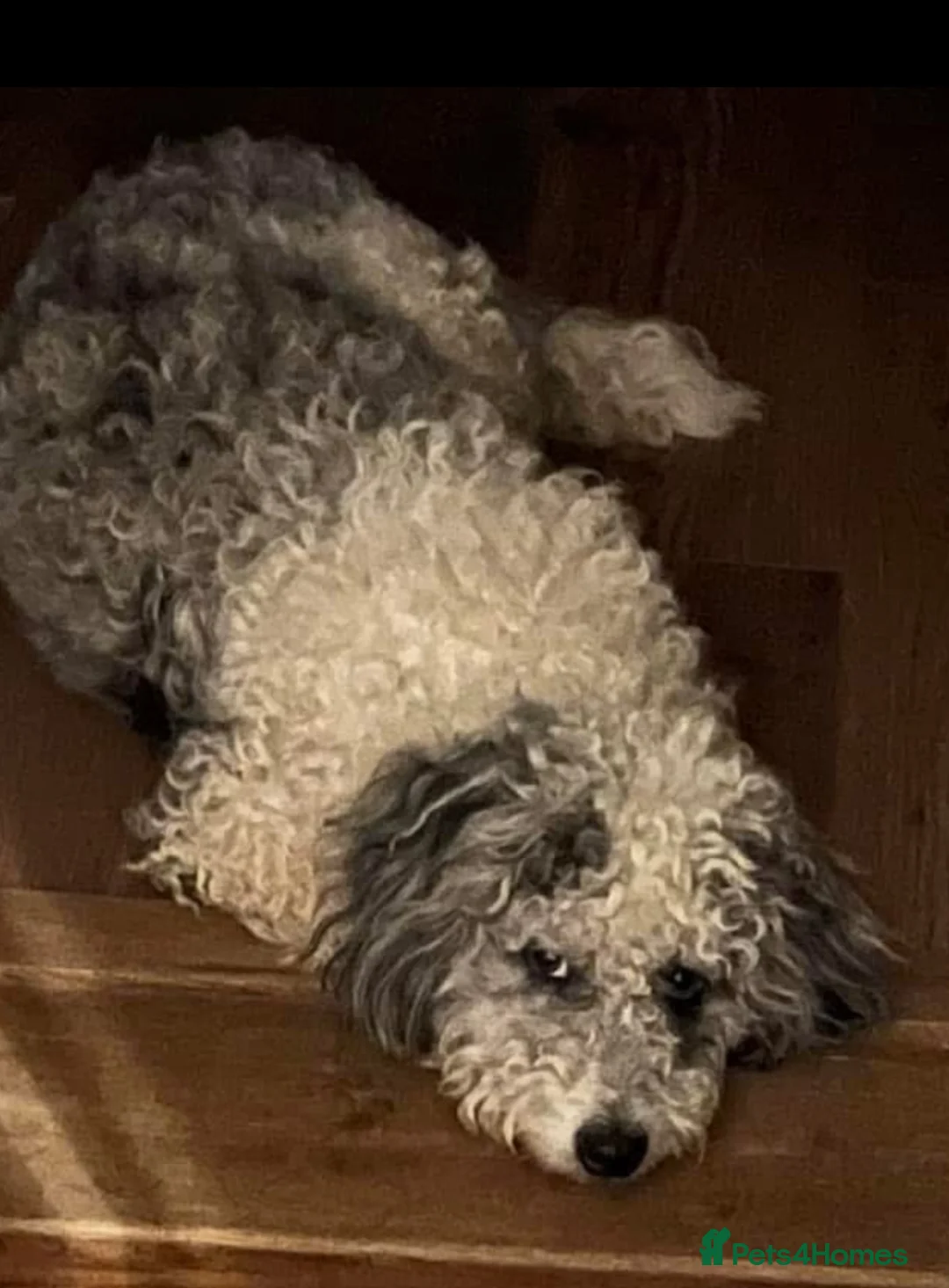 Bordoodle dogs for sale: F1b Bordoodle, DNA testing,full refund guarantee  - Advert 3