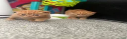Scottish Fold cats for sale: Scottish fold kittens in Southend-on-Sea - Advert 4
