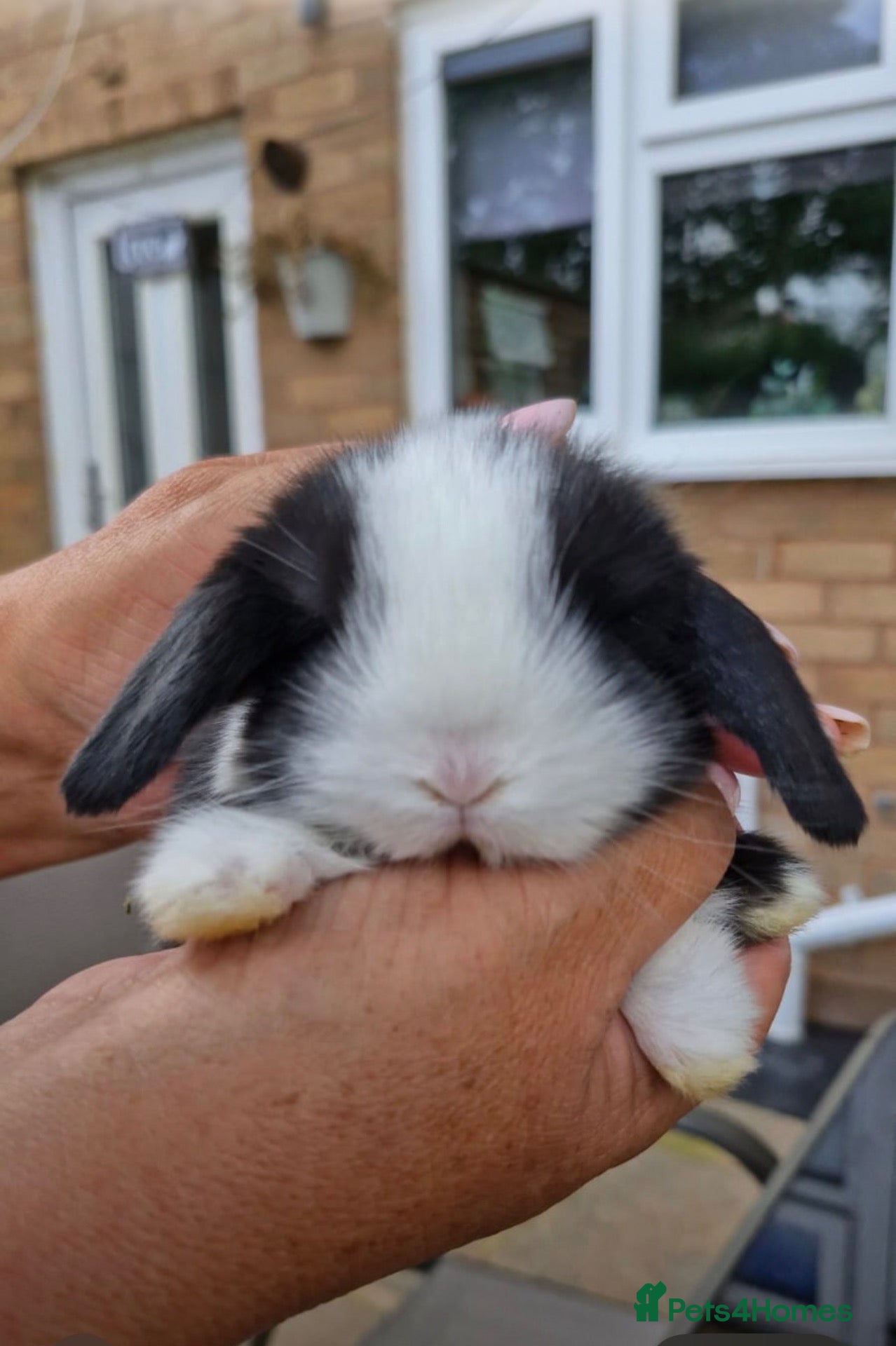 Mini Lop rabbits Stunning litter of babies ready to reserve  - Advert 14