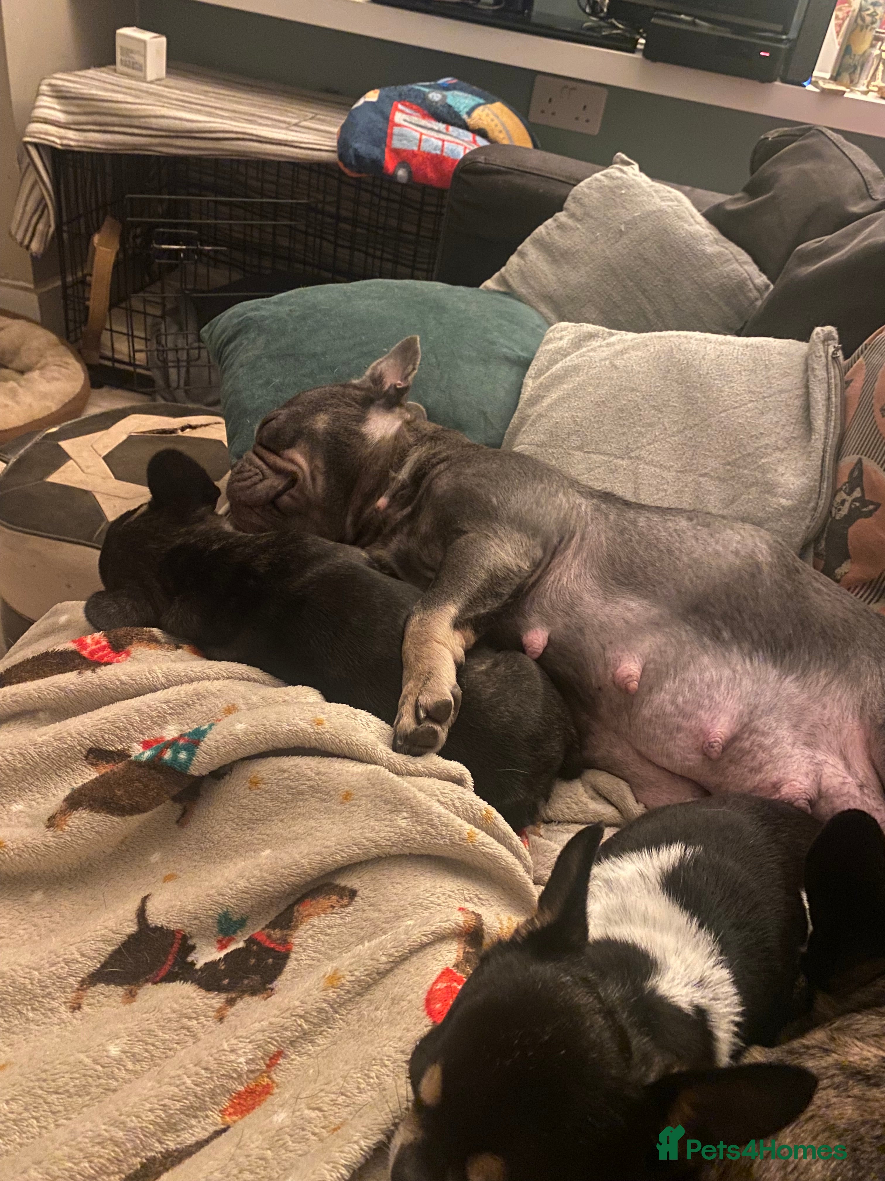 French Bulldog dogs Adorable male french bulldog pup ready now!!  - Advert 1