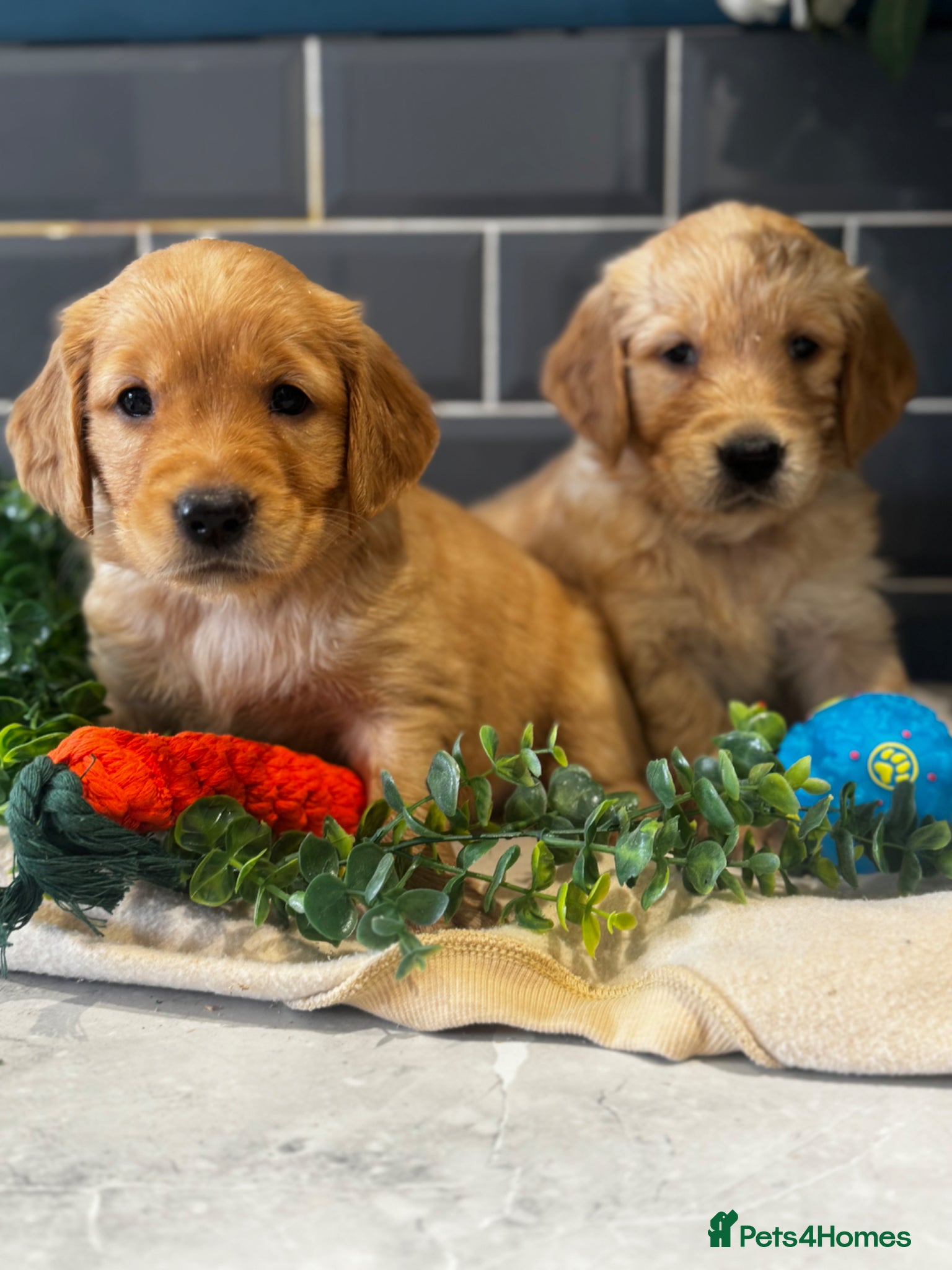 Golden Retriever dogs 8 exceptional Golden Retriever  - Advert 1