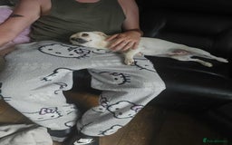 Mixed Breed dogs for adoption: Pretty Peta - Image 3
