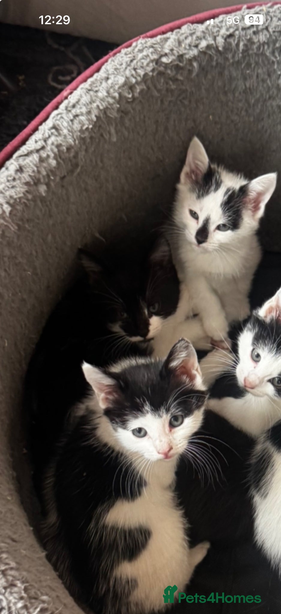 Mixed Breed cats 3 kittens for sale  - Advert 3