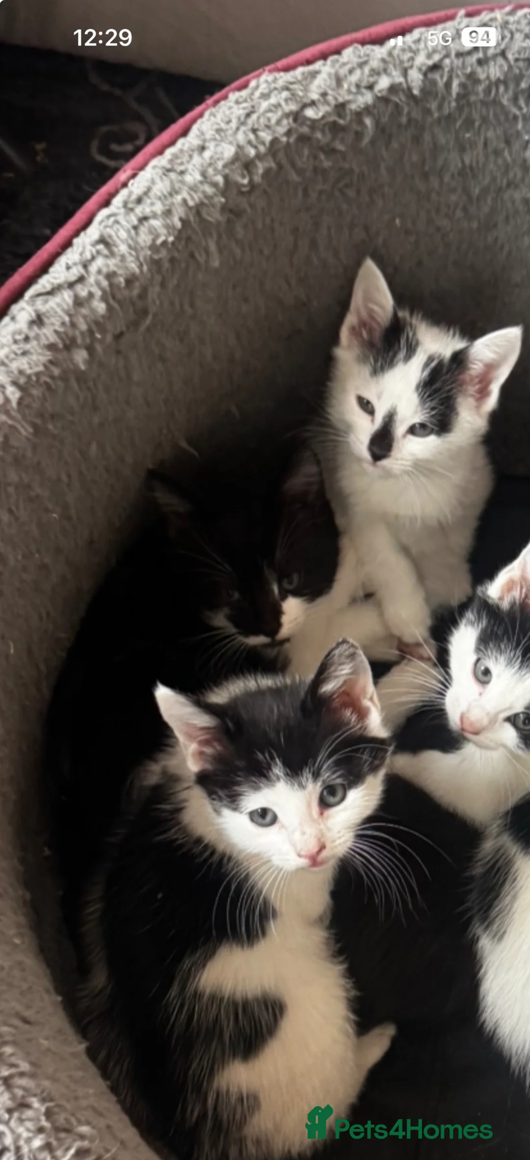 Mixed Breed cats for sale: 3 kittens for sale  - Advert 1