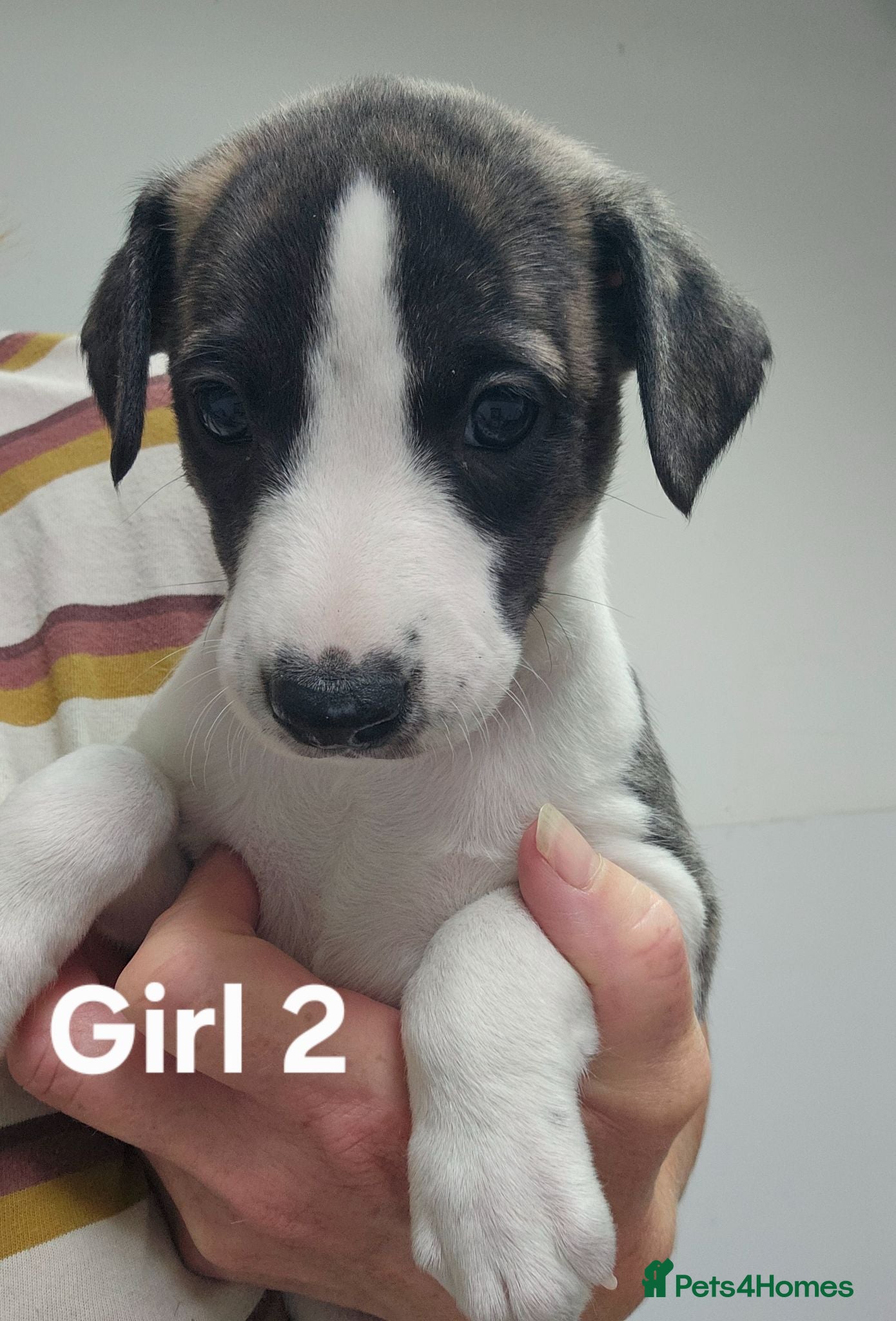 Whippet dogs KC Registered Whippet puppies - Advert 2