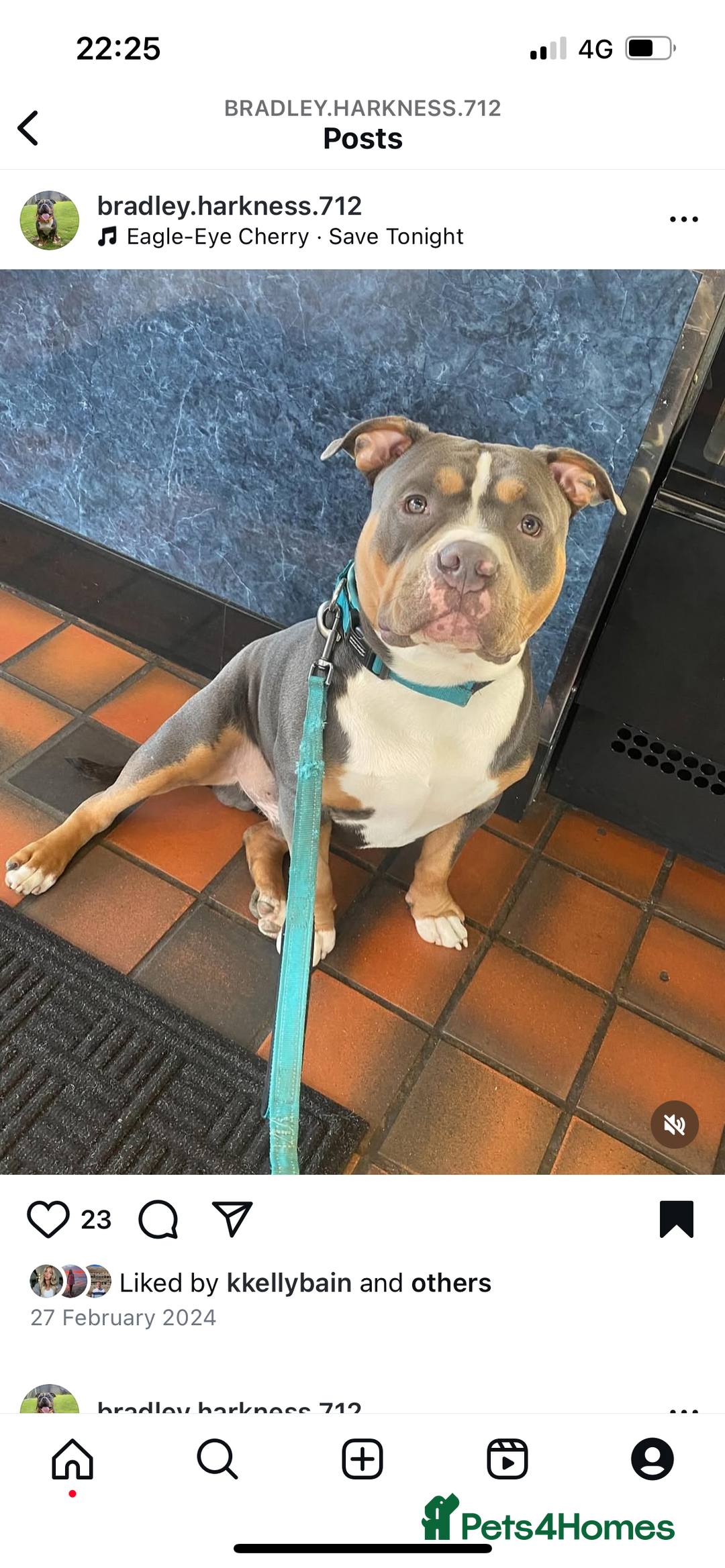 American Bully dogs for stud: Pocket bully for stud - Advert 1