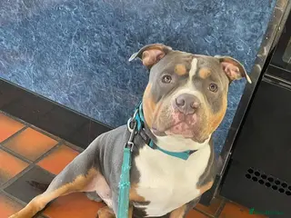 American Bully dogs Pocket bully for stud - Advert 8