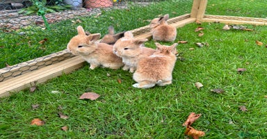 Mini Lop rabbits - Advert 8