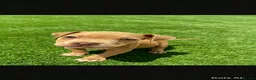 American Bully dogs for sale: Puppies for sale  in Dagenham - Advert 7