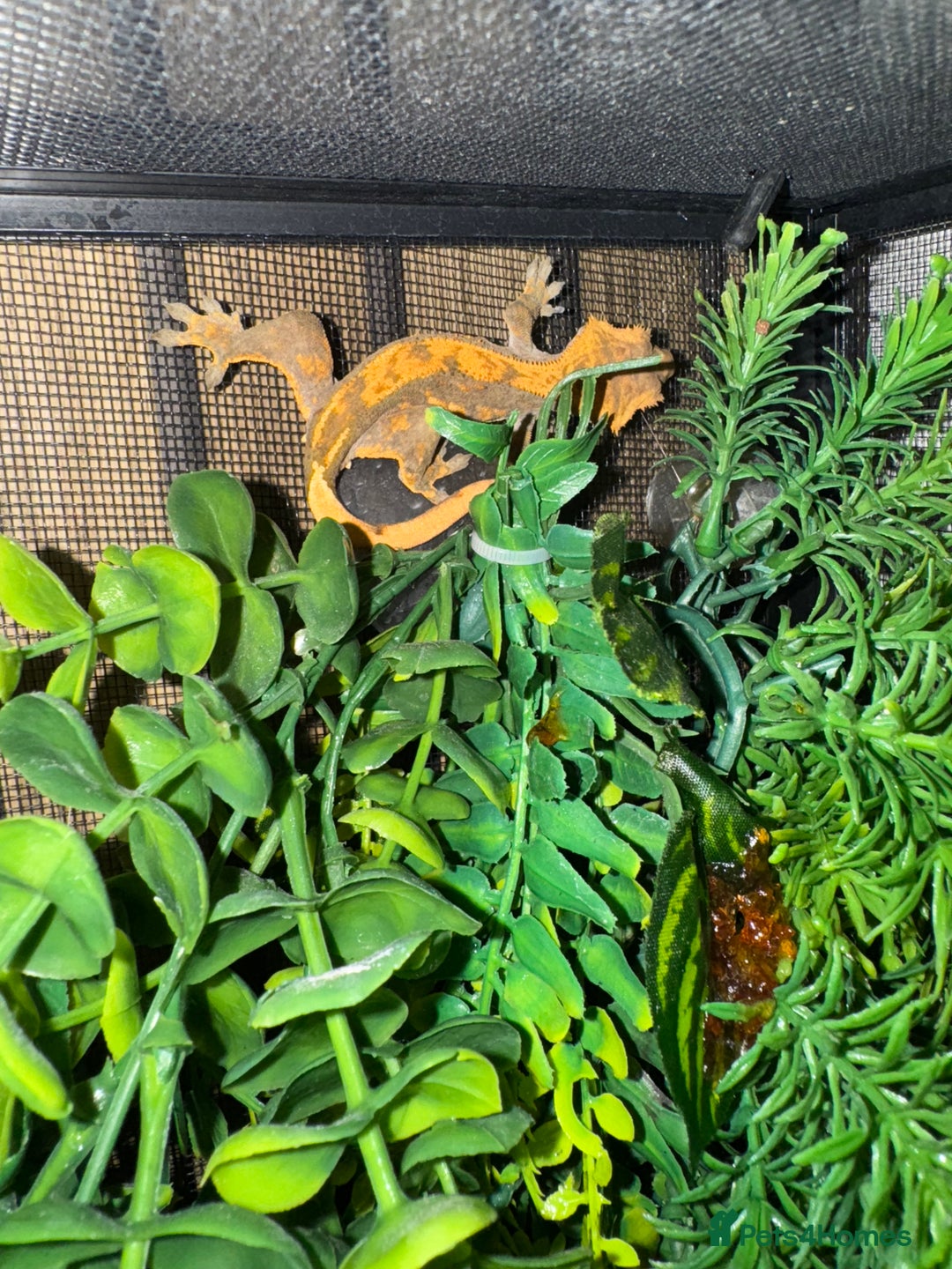 Gecko reptiles for sale: Crested gecko and equipment ready for new home!!  - Image 3