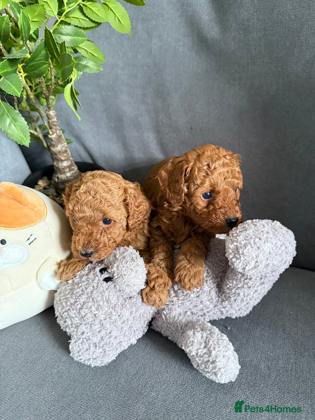 Cavapoo dogs for sale: F1B cavapoo puppies - Image 4