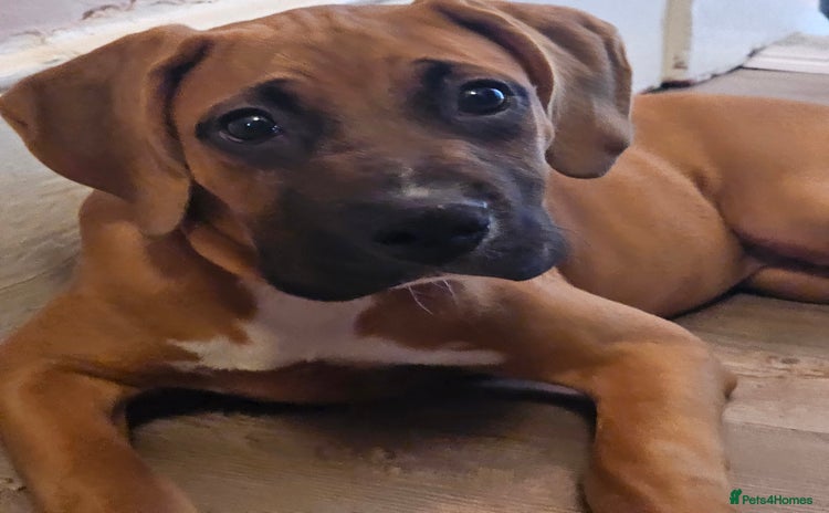 Boxer dogs - Advert 1