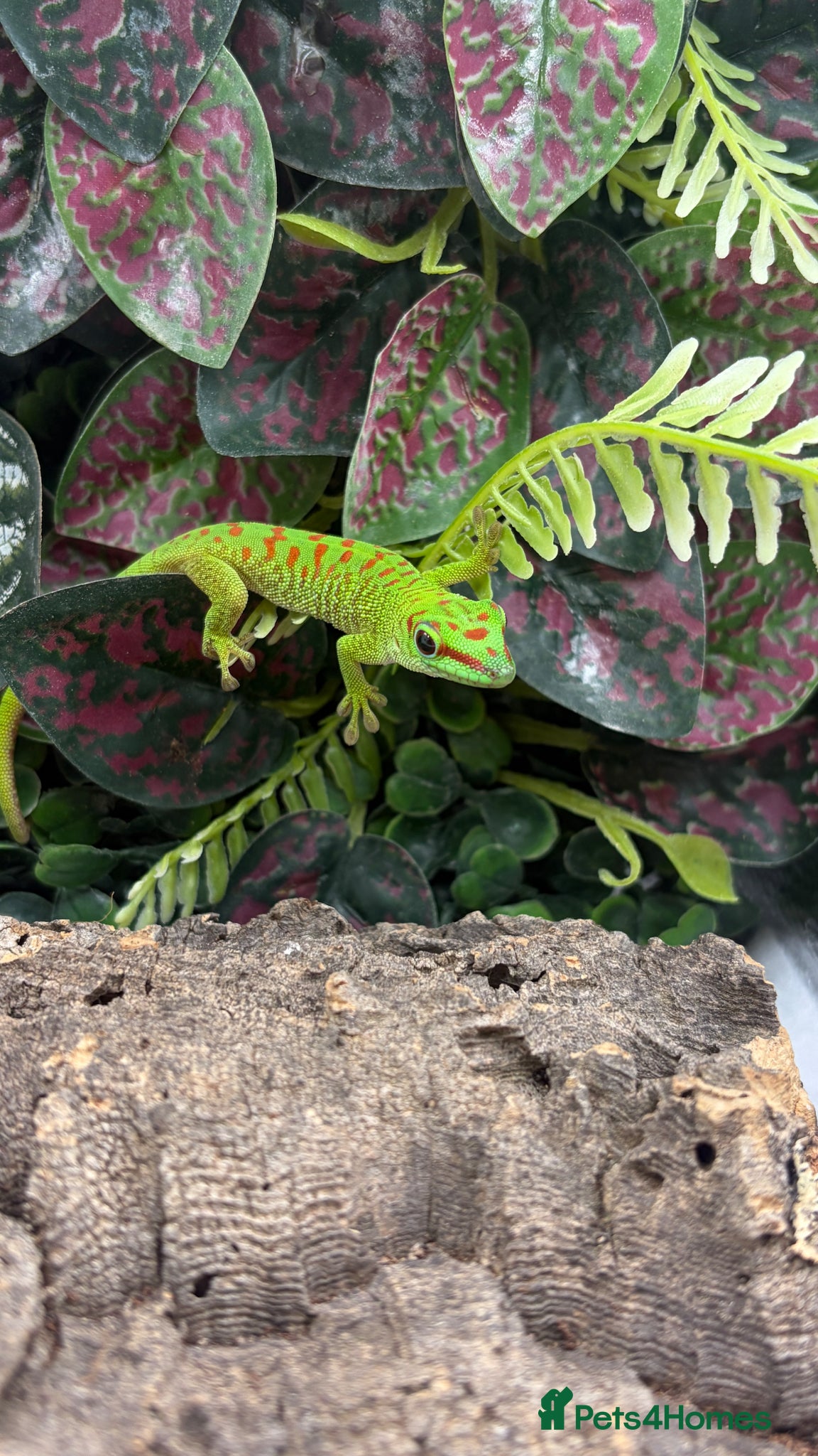 Gecko reptiles Giant Madagascan Day Gecko baby - Advert 1
