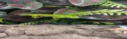 Gecko reptiles for sale: Giant Madagascan Day Gecko baby - Advert 1