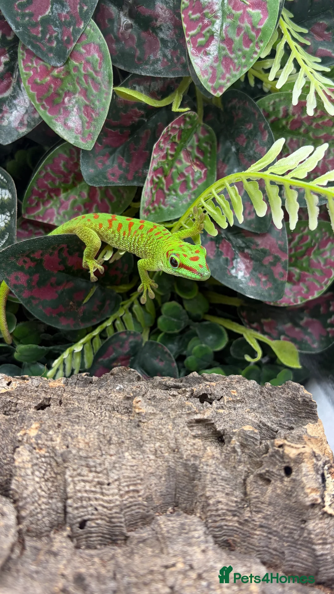 Gecko reptiles for sale: Giant Madagascan Day Gecko baby - Advert 1
