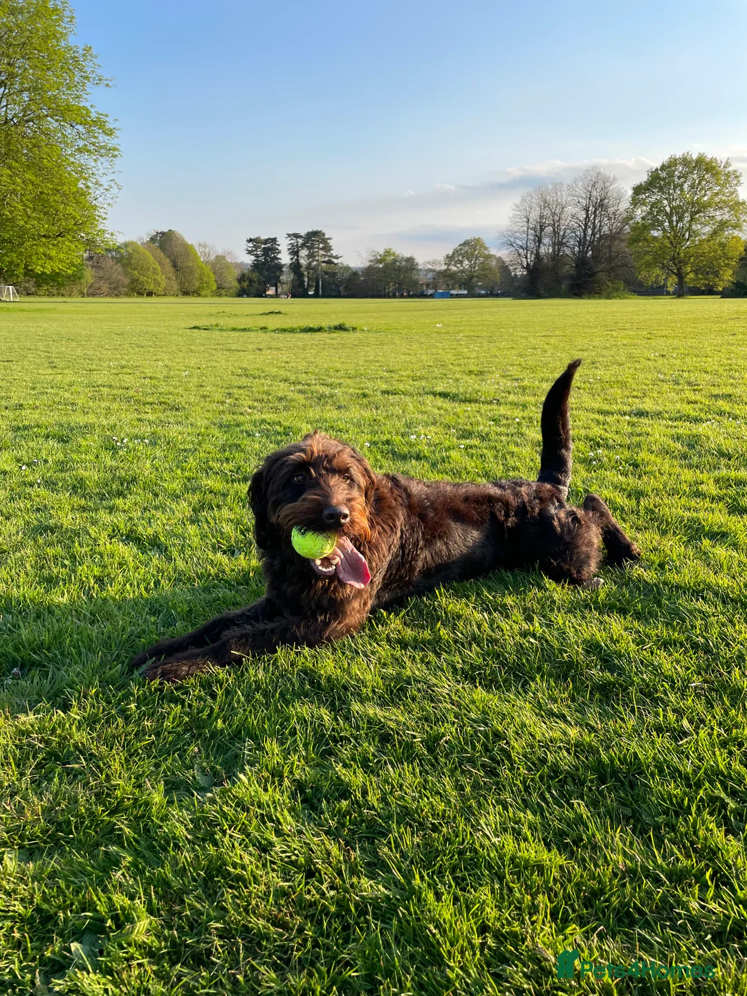 Labradoodle dogs for stud: F1 Labradoodle Stud - Proven in Maidstone - Advert 10