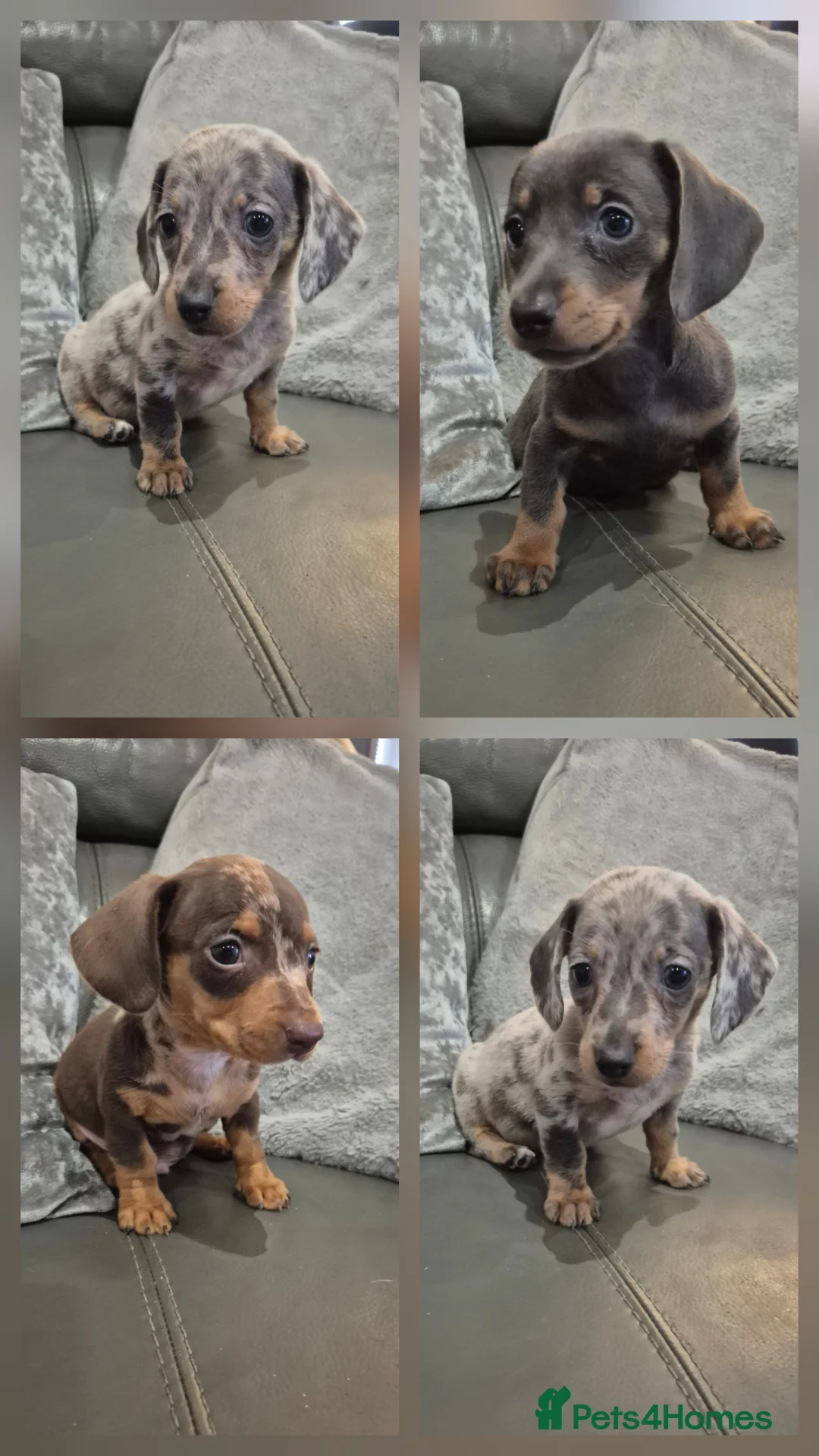 Miniature Dachshund dogs for sale: KC Dachshund Boys - Ready Now - Advert 1