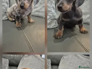 Miniature Dachshund dogs KC Dachshund Boys - Ready Now - Advert 5