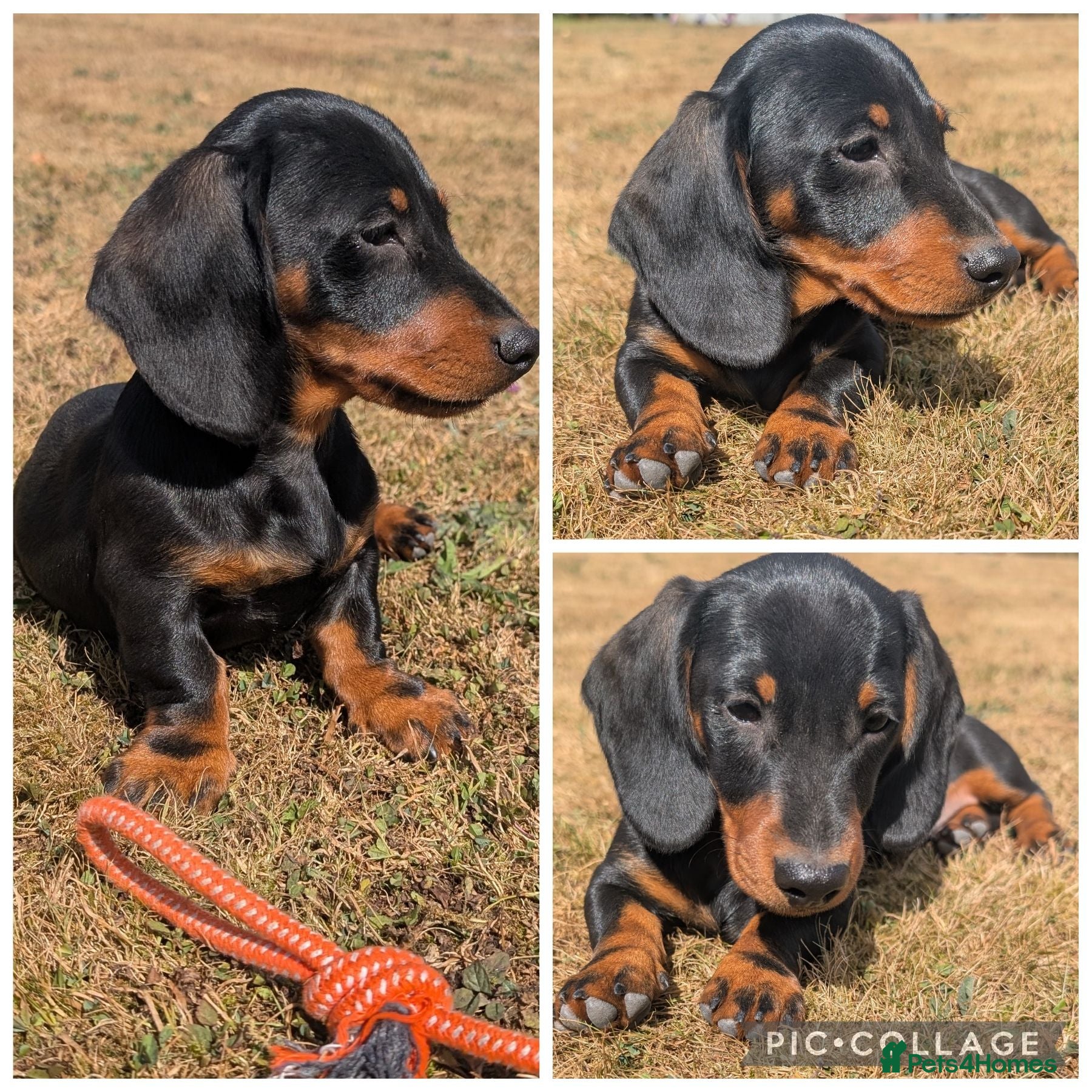 Miniature Dachshund dogs Fully Vaccinated, Quality, KC & PRA Clear Puppy  - Advert 1