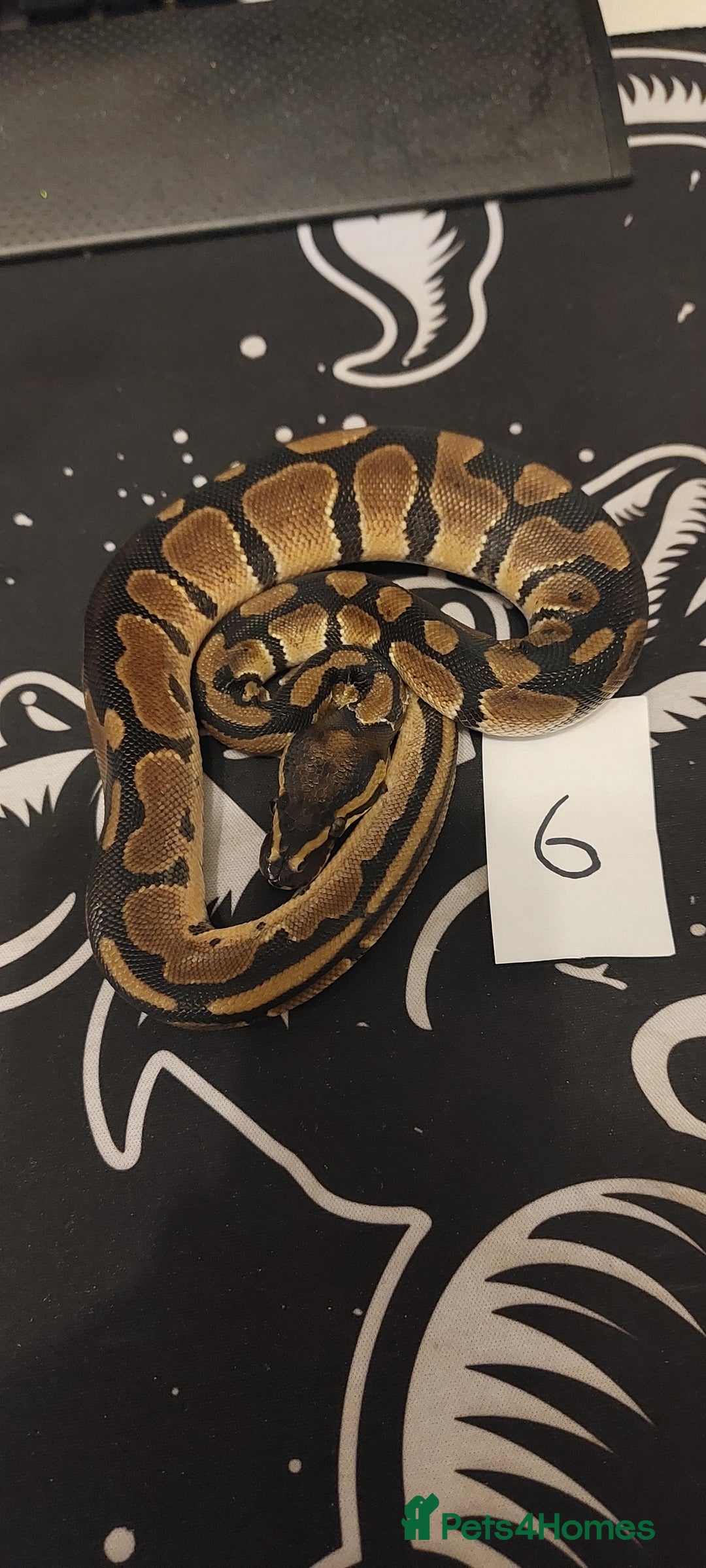 Python Snake reptiles for sale:  royal python Hatchlings  - Advert 6