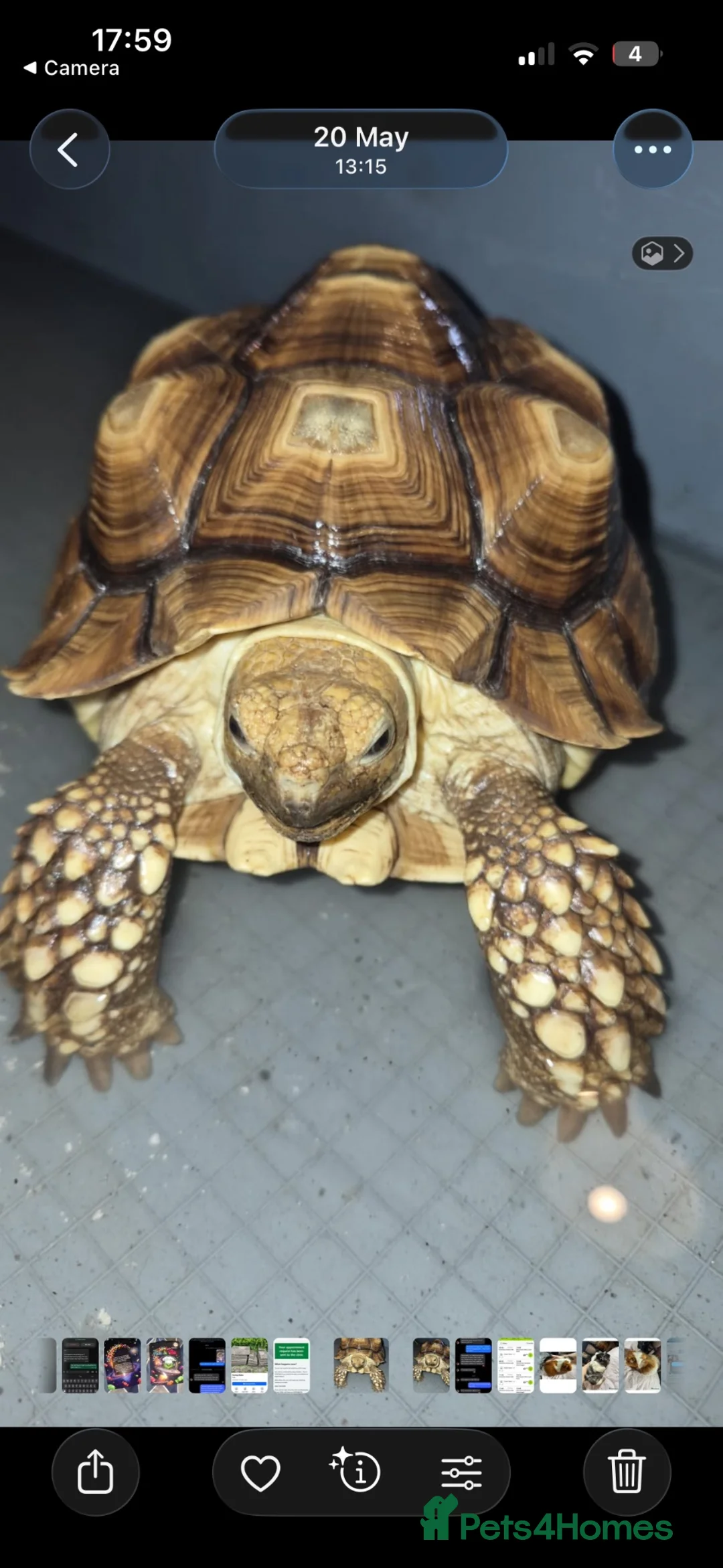 Tortoise reptiles for sale: Beautiful Sulcata tortoise - Advert 1