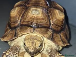 Tortoise reptiles Beautiful Sulcata tortoise - Advert 1