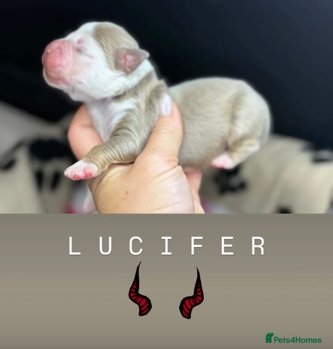 Olde English Bulldogge dogs for sale: The BEST visual fluffy oebs available ⭐️  - Image 25