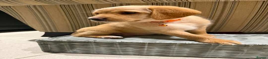 Miss Bear Australian Labradoodle Puppy 2