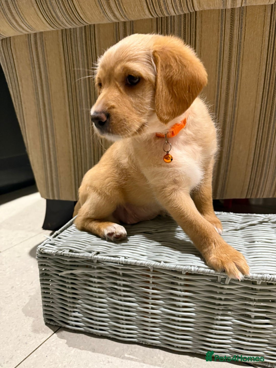 Australian Labradoodle dogs for sale: Australian Labradoodle Puppies F1b - Advert 21