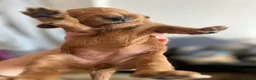 Cockapoo dogs for sale: Cockapoo Puppies by Proven Parents (last litter) - Advert 16