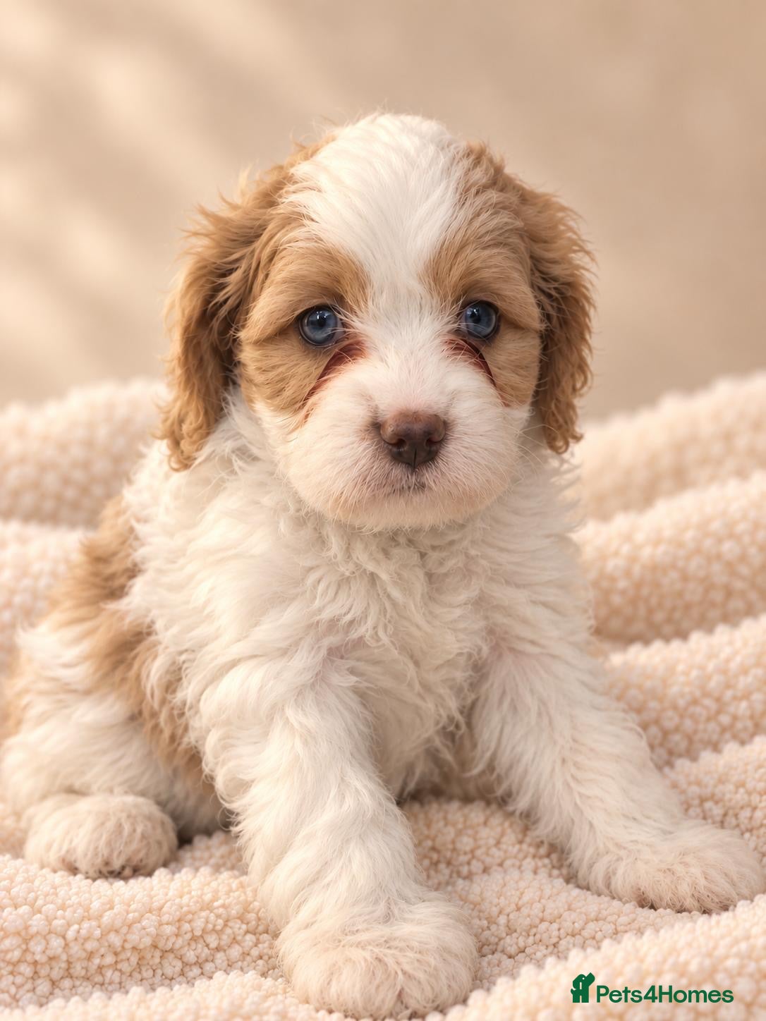 Cavapoo dogs Beautiful Home Reared Cavapoo Fully health Tested - Advert 2