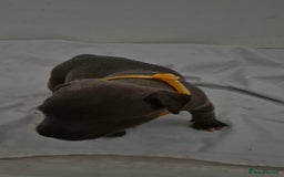 Staffordshire Bull Terrier dogs for sale: Blue staffs for sale £900 - Image 3