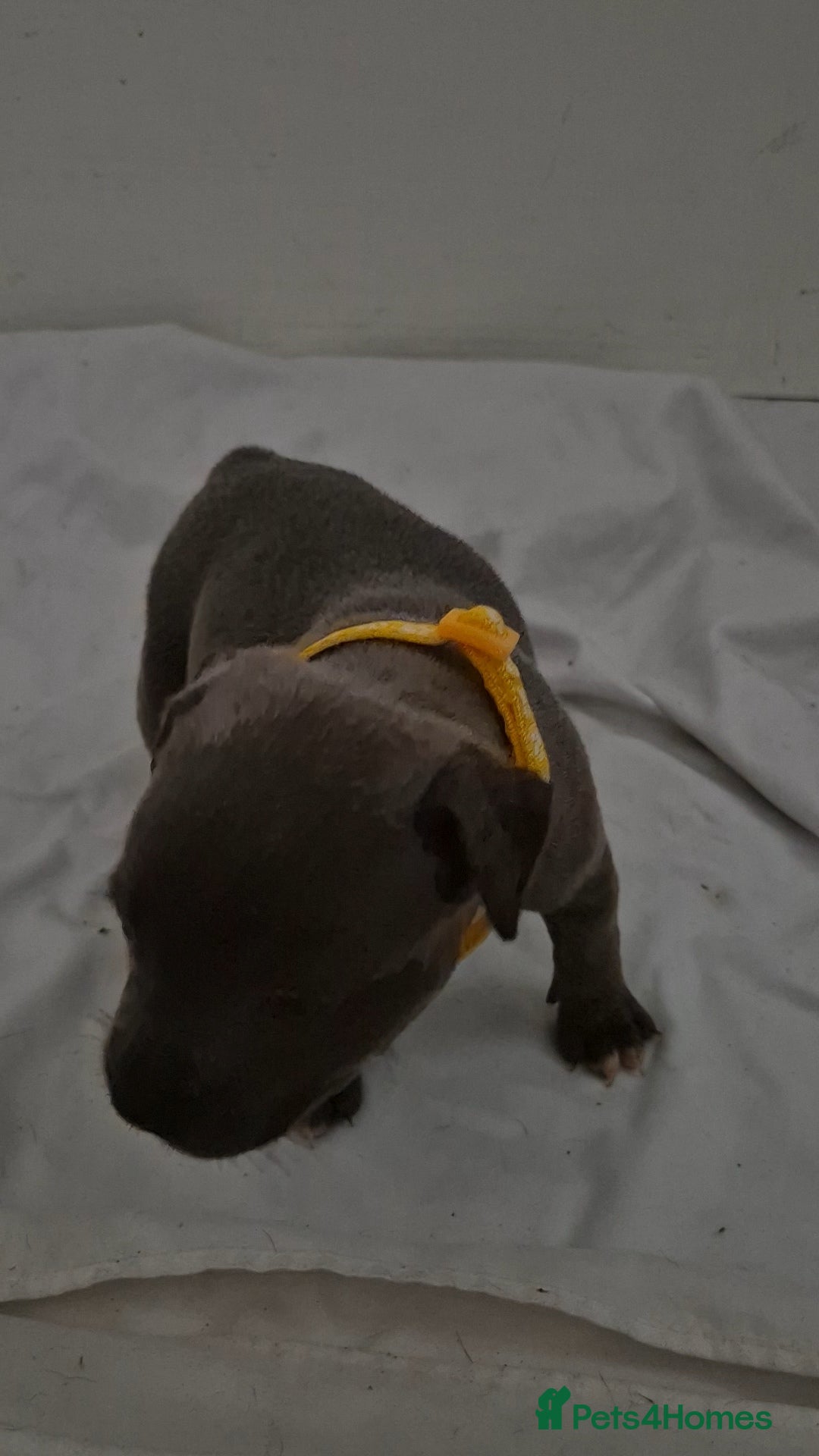 Staffordshire Bull Terrier dogs for sale: Blue staffs for sale £900 - Image 3