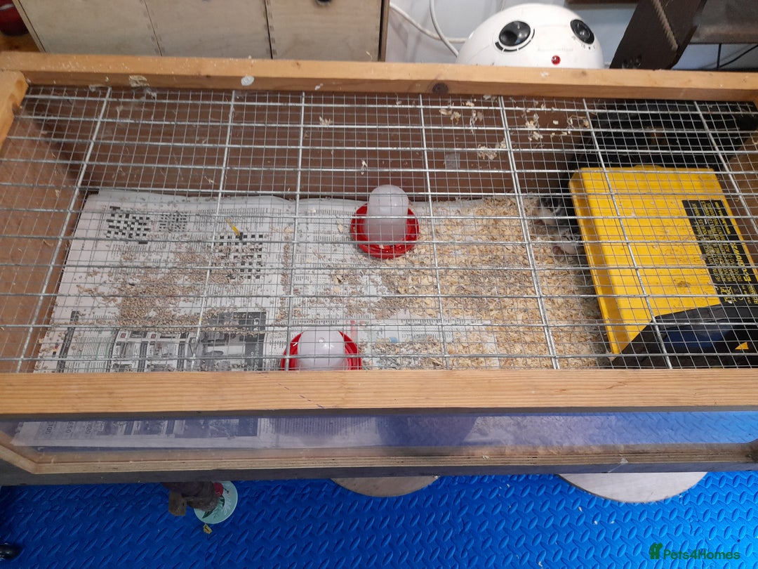 Chickens poultry for sale: Mixed breed chicks and set up - Image 5