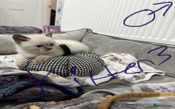 Ragdoll cats for sale: Ragdoll x main coon x British shorthair mix  - Image 2
