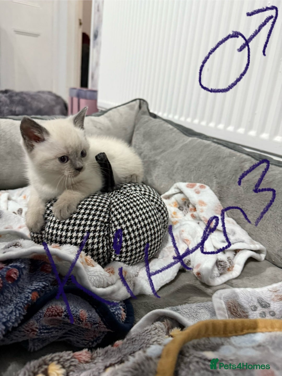 Ragdoll cats for sale: Ragdoll x main coon x British shorthair mix  - Image 2