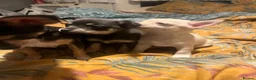 Chihuahua dogs for sale: 2 gorgeous little chihuahua girls - Advert 7