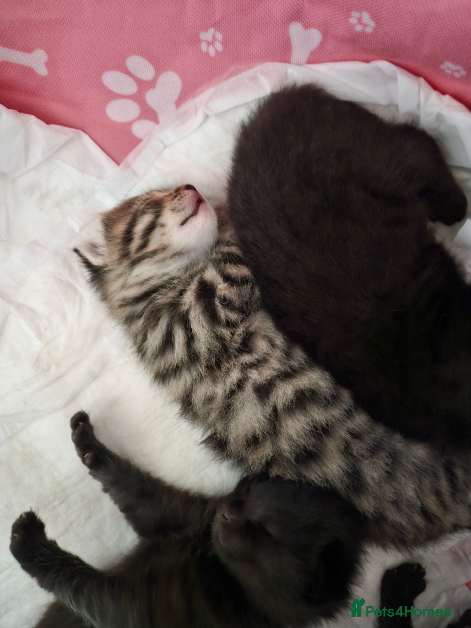 Mixed Breed cats Mixed Maine Coon Kittens - Advert 4