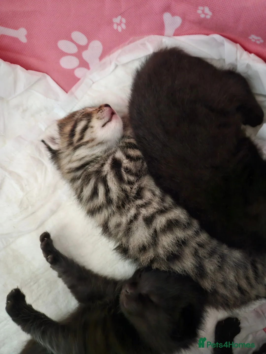 Mixed Breed cats for sale: Mixed Maine Coon Kittens - Advert 1