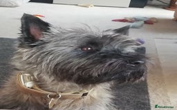Cairn Terrier dogs for stud: Champion bloodline, KC registered Cairn for stud. in Hope Valley - Image 12