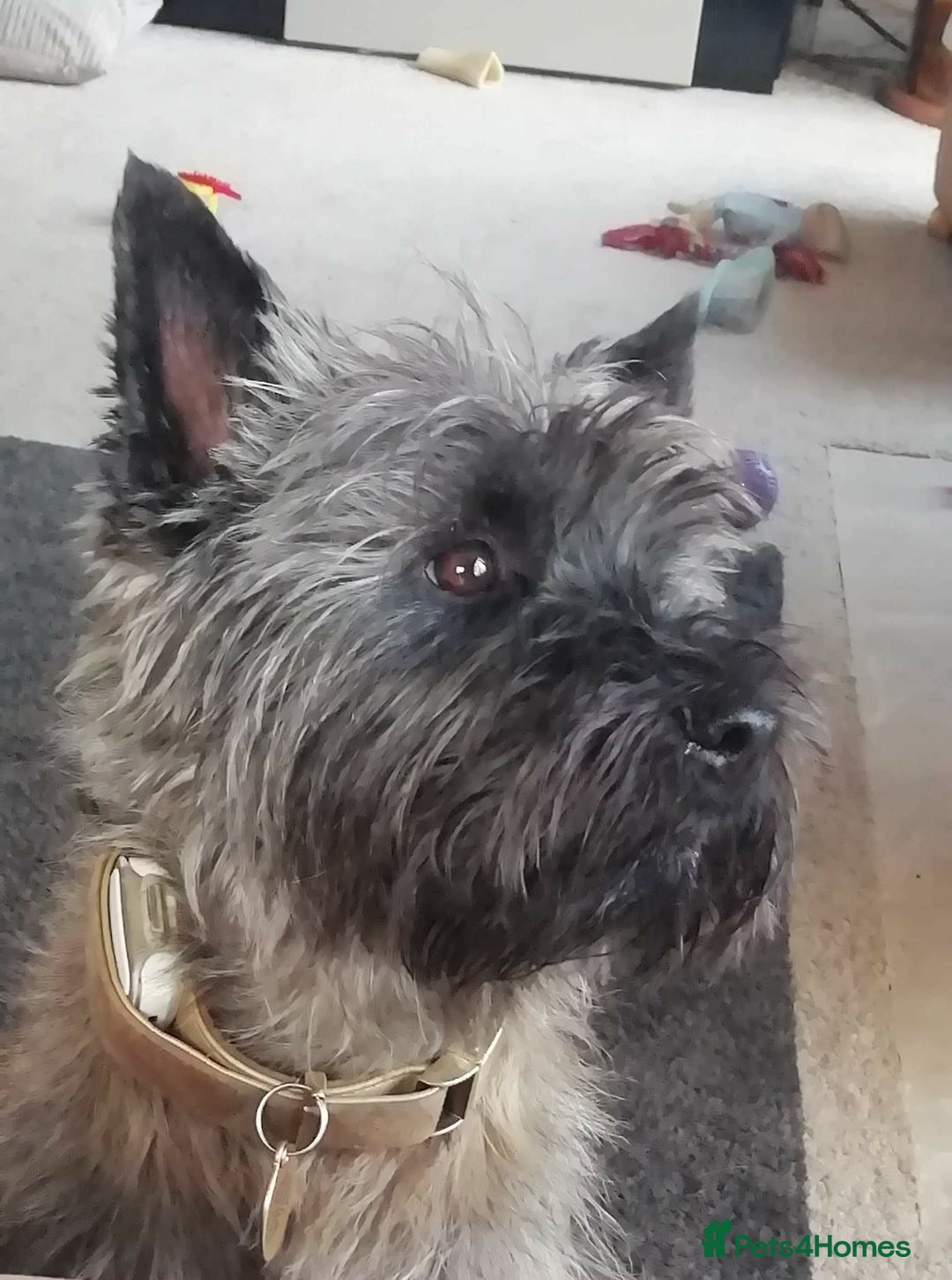 Cairn Terrier dogs for stud: Champion bloodline, KC registered Cairn for stud. in Hope Valley - Image 12