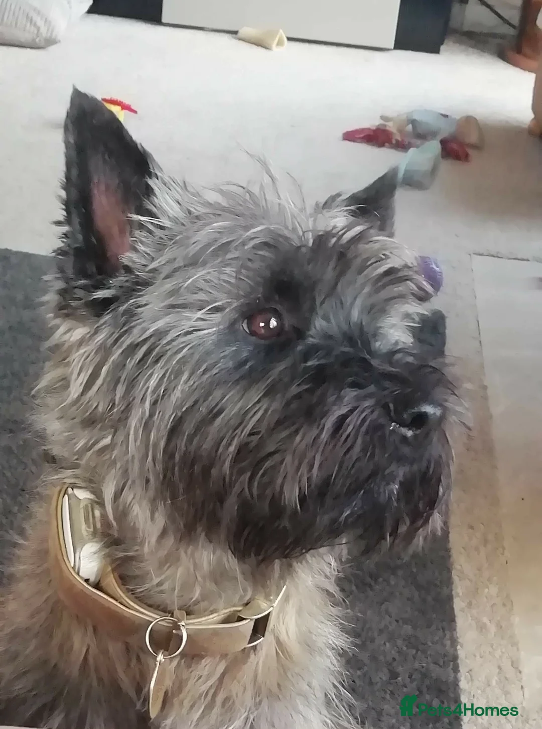 Cairn Terrier dogs for stud: Champion bloodline, KC registered Cairn. in Hope Valley - Advert 11