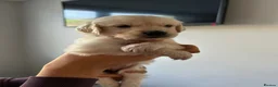 Golden Retriever dogs for sale: Beautiful golden retriever puppies - Advert 9
