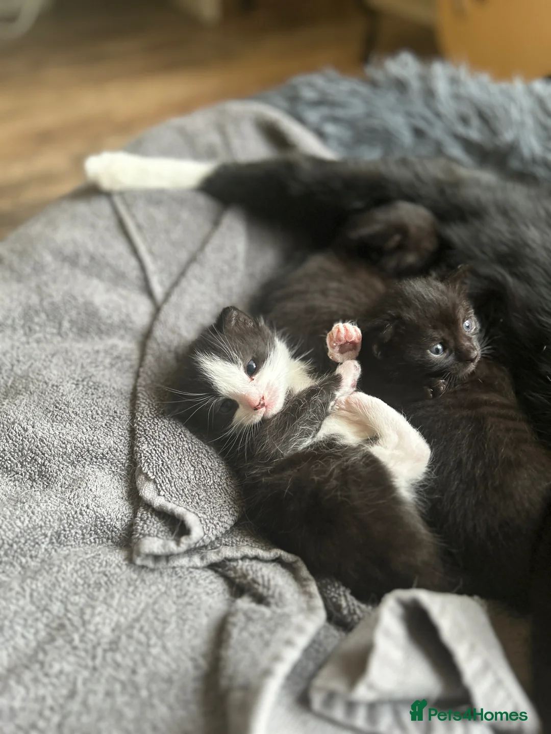 Domestic Shorthair cats for sale: Kittens looking for their new home💕 - Advert 2